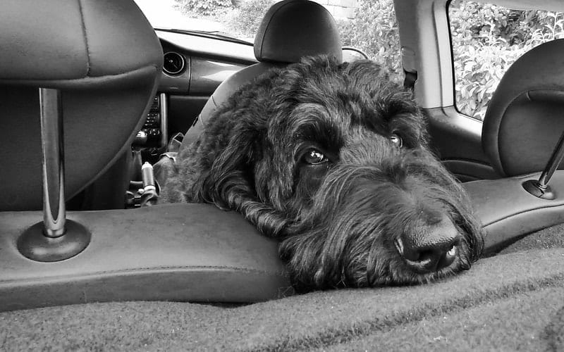 Friday 21st June – Take your dog to work day